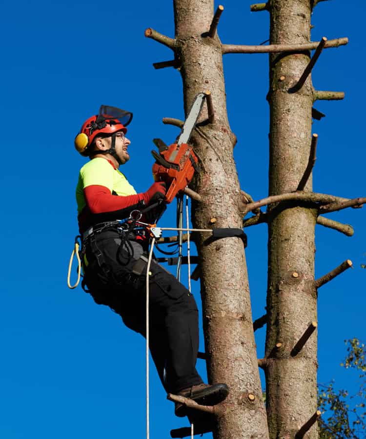 Tree Services