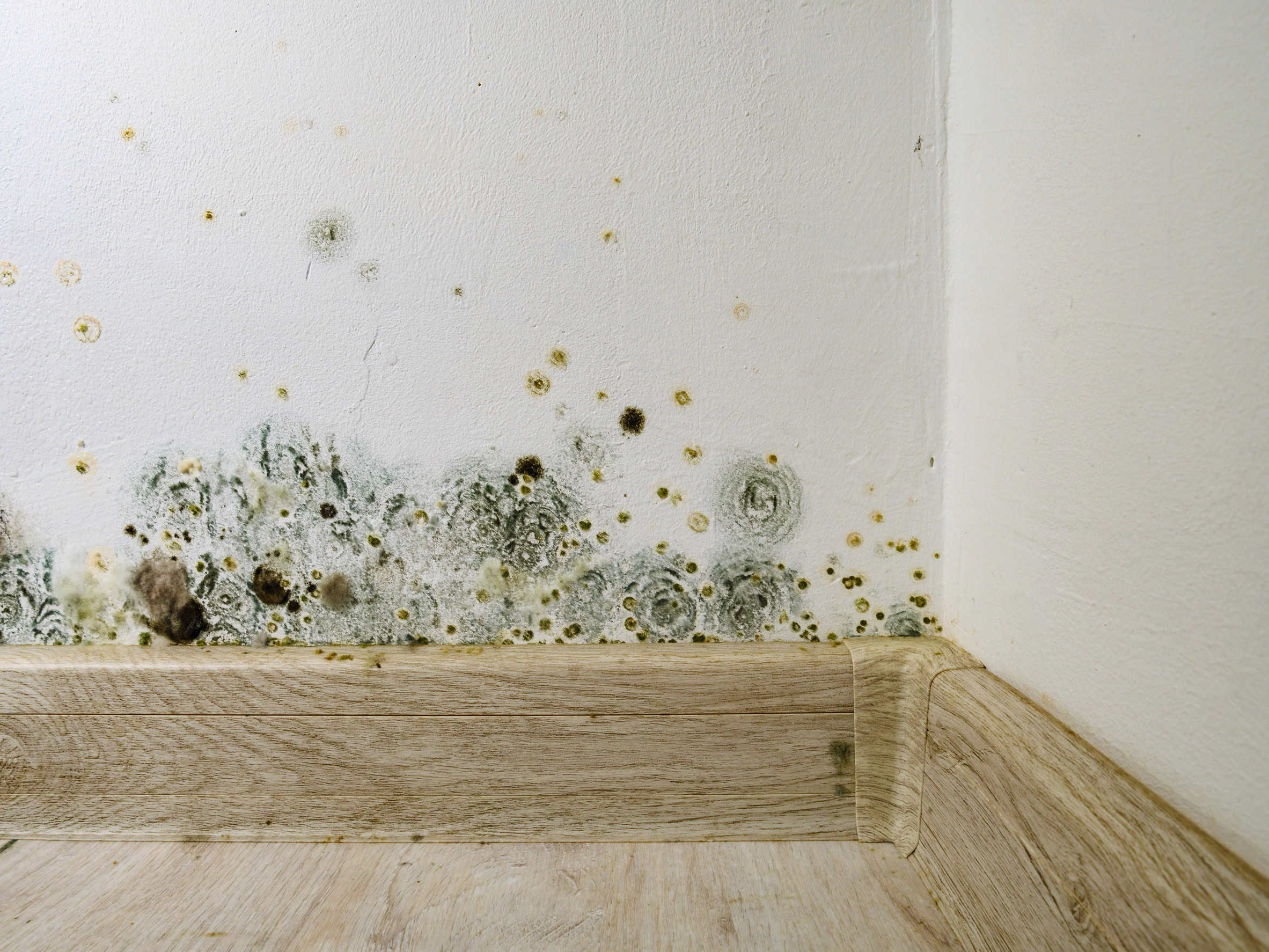 Mold Remediation & Testing