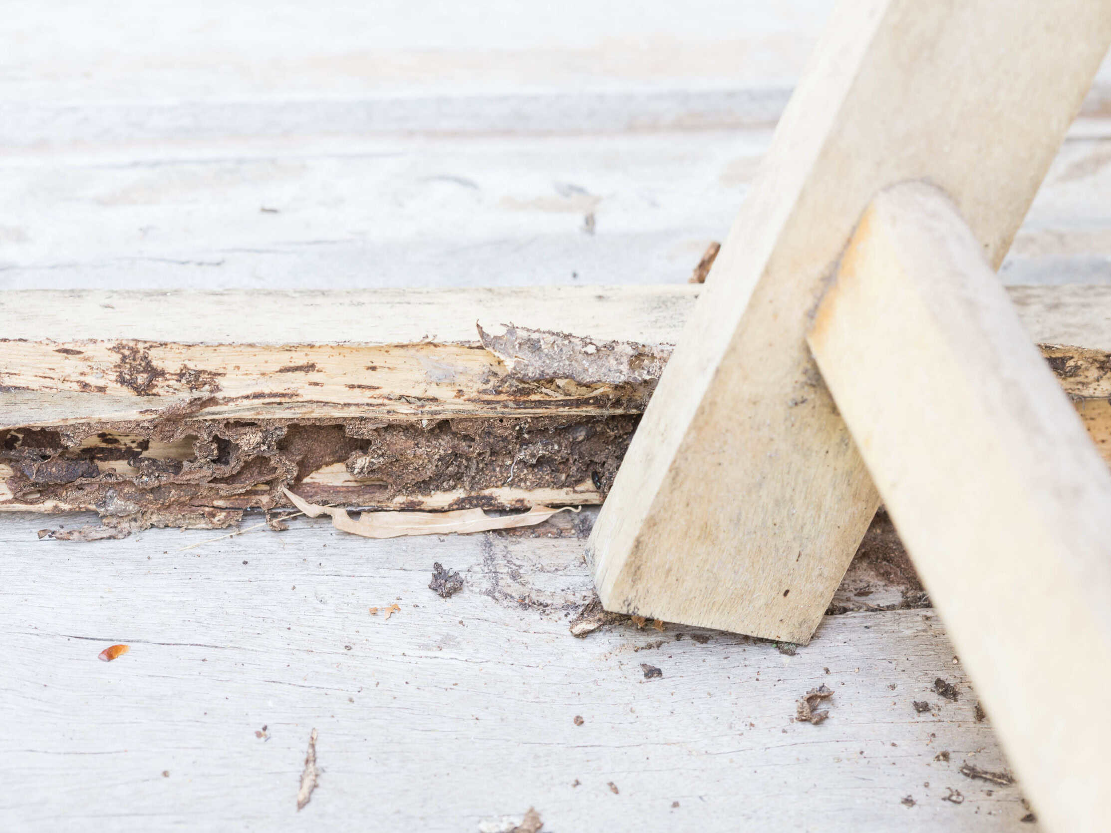 Close-up of wood damage caused by termites with visible tunnels and deterioration, indicating potential structural issues.